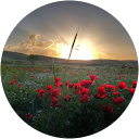 Mehrnaz Noori profile picture